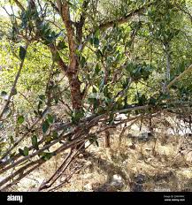 Image result for Strychnos madagascariensis