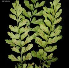 Image result for Asplenium goetzei