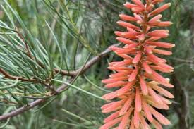Image result for Asphodelaceae