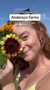 U Pick Sunflowers at Anderson Farms