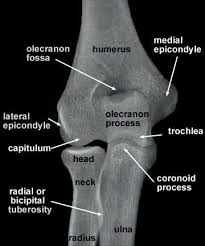 Fichas De Aprendizaje Humerus And Bone Landmarks Quizlet Radiology Student Radiology Schools Medical Anatomy