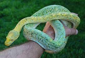 ɪᴄᴇʟᴀɴᴅ ғᴏx Green Trees Snake Emerald Tree Boa