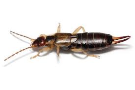 The most important task to keep earwigs out of a house is to make conditions inhospitable for their success. How To Prevent Earwigs In Your Home Environmental Pest Control
