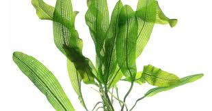 Image result for Aponogeton stuhlmannii