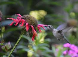 20 plants that survive with or without you 10 Favorite Plants For Hummingbirds Humane Gardener
