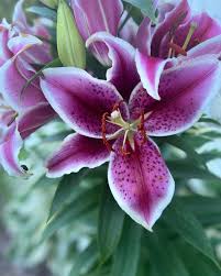 Trisha Stout (@trishalynne_stout) · Instagram 照片和视频