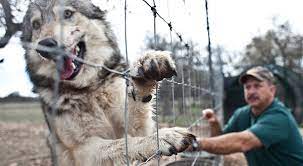Everything is bigger in texas, so they say. Exotic Animals Business Faces Restrictions The New York Times