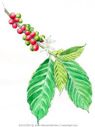 Image result for Coffea sp. A