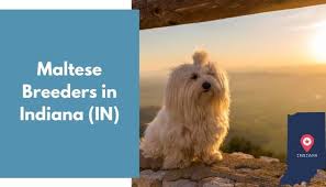 We are a foster based dog rescue iocated in bartiett, ll. 5 Maltese Breeders In Indiana In Maltese Puppies For Sale Animalfate