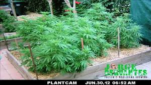 You'll find some extremely valuable information about all sorts of issues. Jorge Cervantes Outdoor Medical Marijuana Garden Time Lapse Video Dailymotion