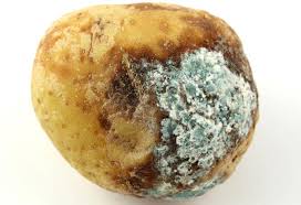 Image result for rotten potato