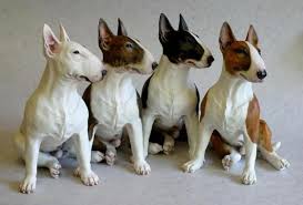 Miniature bull terrier puppies for adoption. Pin On Animals In Need Of Help Animales Que Necesitan Ayuda Urgente