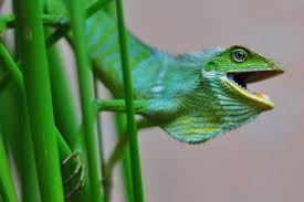 Image result for Urochloa jubata