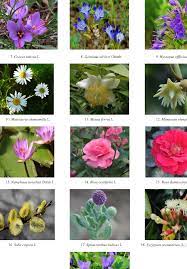 PDF] Therapeutic uses of Flowers - Leads from Traditional System of  Medicine | Semantic Scholar