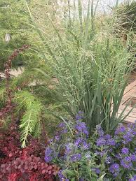 Image result for Panicum parvifolium