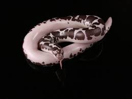 Pin By Mira L On Cold Blooded Beauty Snakes Pet Snake Reptiles Pet Reptiles