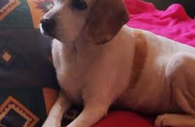 We did not find results for: Junglelife Animal Hospital Inc 1690 E 4th Ave Hialeah Fl 33010 Yp Com