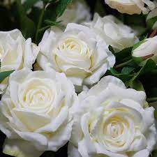 Maybe you would like to learn more about one of these? Artificial Flowers Melbourne Factory Outlet Direct To The Public