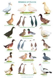 A4 Laminated Posters Breeds Of Pigs Duck Breeds Geese