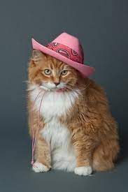 The best memes from instagram, facebook, vine, and twitter about cat cowboy hat. Ginger Cat Im Rosa Cowboy Hat Stockfoto Bild Von Kleid Cowboy 45949622