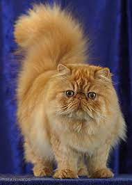 Persian Cat Breed Profile