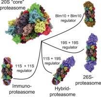 Proteasomes are protein complexes which degrade unneeded or damaged proteins by proteolysis, a chemical reaction that breaks peptide bonds. The Proteasome And The Degradation Of Oxidized Proteins Part I Structure Of Proteasomes Sciencedirect