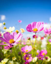 Maybe you would like to learn more about one of these? 20 Best Low Maintenance Flowers For Your Garden Easy Annuals Perennials And Potted Plants