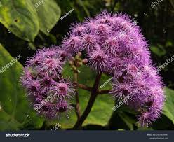 Image result for Bartlettina