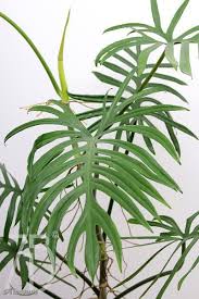 Philodendron Elegans Philodendron Plant Plants Philodendron
