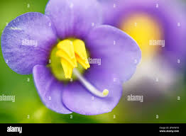 Image result for Exacum oldenlandioides