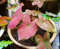 Choisissez parmi des contenus premium plantes vertes intérieur de la plus haute qualité. Plante D Interieur Les 30 Plus Les Belles Plantes Dans La Maison