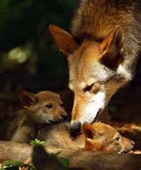 Animals Beautiful Red Wolf Animals