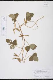 Image result for Calopogonium mucunoides