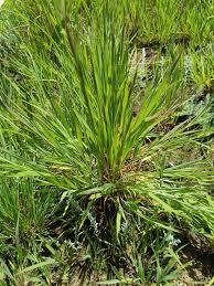 Image result for Monocymbium ceresiiforme