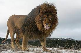 Pin By Eli Esh On Beautiful Animals Big Animals Animals Beautiful Mammals