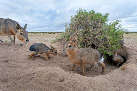 Image result for Dolichos junodii