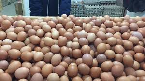 Jika telur masih berada di sarang gelembung lebih dari 3 hari, maka saya rasa induk ikan cupang jantan tidak lagi memberi asupan oksigen dan warna telur tersebut putih terkena jamur. Tak Hanya Ayam Harga Telur Juga Naik Jadi Rp 27 Ribu Kg Di Jakarta Kumparan Com