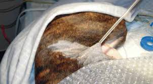 Learn vocabulary, terms and more with flashcards, games and other study tools. How To Place Commonly Used Feeding Tubes In Dogs And Cats The Veterinary Nurse