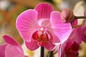 Ravine gardens state park, florida. 15 Plus Belles Fleurs Caracteristiques Et Significations Definitions360