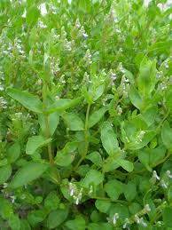 Image result for Aeollanthus