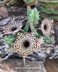Image result for Huernia kirkii