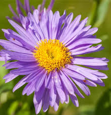 Alpen-Aster