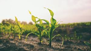 Check spelling or type a new query. Helena Readies Production Of Empyros Corn Herbicides Croplife