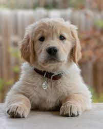 Hd cute dog wallpaper backgrounds. Puppy Wallpapers Free Hd Download 500 Hq Unsplash