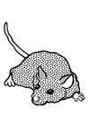 Ausmalbild tiere schwein zum ausmalen kostenlos ausdrucken. 1886 Malvorlagen Von Tiere Kostenlose Ausmalbilder Zum Ausdrucken