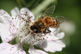 As common as this is, an important process is occurring through the work of the honeybees. How To Recognize A Nectar Dearth Honey Bee Suite
