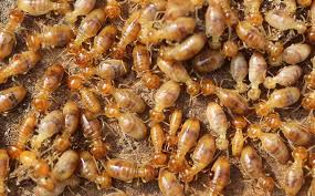 Are you looking for your city government? Katy Tx Pest Control Pest Management For Texas Properties