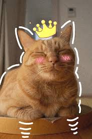  Kocheng Oren By Kzki Kucing Cantik Binatang Hewan