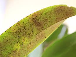Em grande quantidade os fungos cobrem boa parte da planta, impedindo que ela realize a fotossíntese e consequentemente seu. Inseticida Caseiro Contra Acaros De Plantas Minhas Plantas