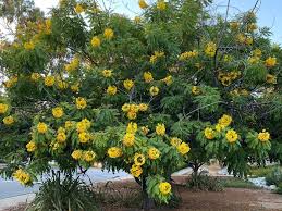 Image result for Samanea leptophylla